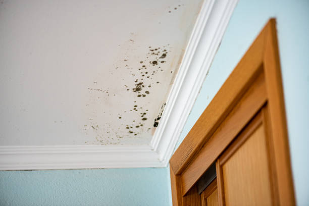 Best Emergency Mold Remediation  in Center, TX